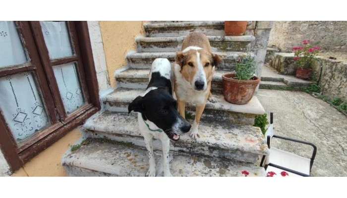 Hotel Archontiko Maisonettes poza 35