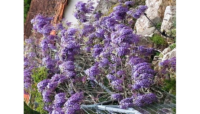 Hotel Ionian Sun Villa poza 5