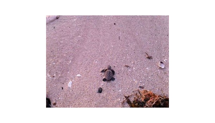 Aak-bal Beach Condos By La Tour Hotels And Resorts poza 0