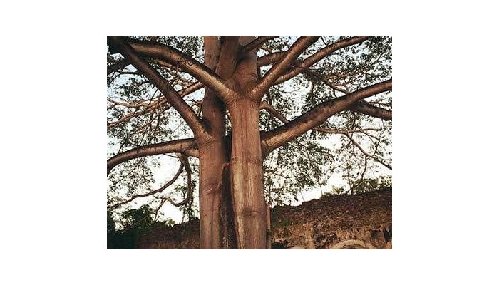 Hotel Hacienda Uayamon poza 2