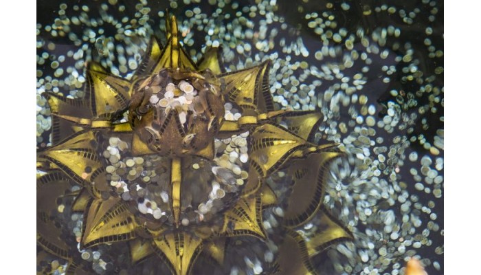 Le Ma©ridien Chiang Rai Resort, Thailand poza 5