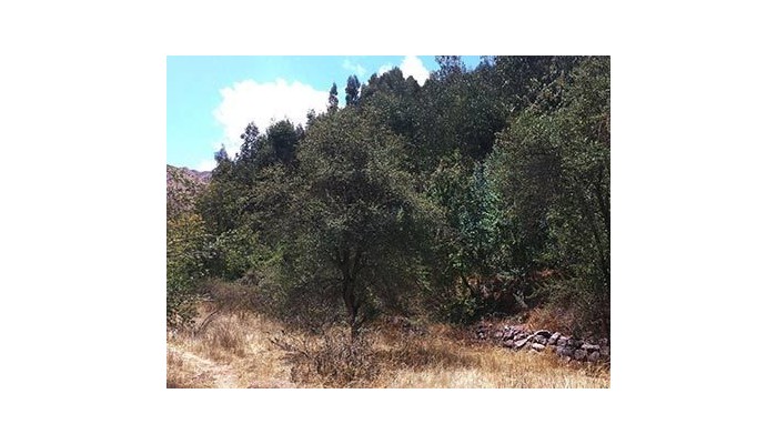 Hotel Checcollo Bungalows poza 2