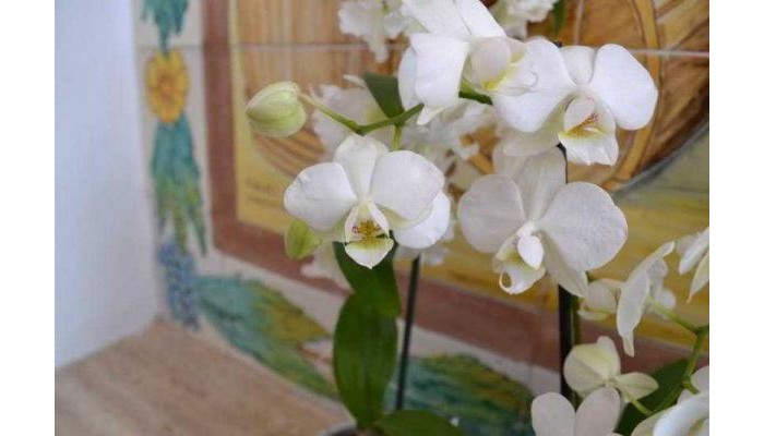 Terme Colella Hotel poza 4