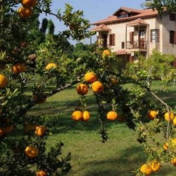 Imagine pentru Hotel Yonca Lodge Cazare - Litoral Mugla 2026