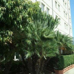 Imagine pentru Cit Hotels Dea Palermo Cazare - Litoral Palermo 2025