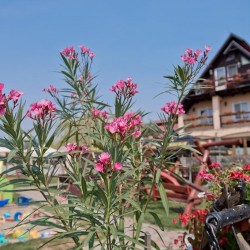 Imagine pentru Hotel-restaurant Milenium Cazare - City Break Crisana la hoteluri de 3* stele 2025