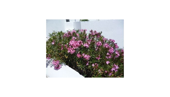 Hotel Kanale's poza 3