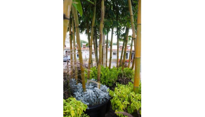 Hotel Aquiles poza 4