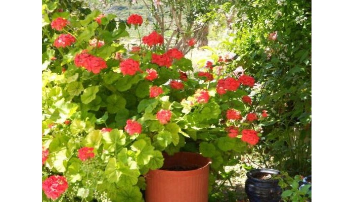 Anthoula Hotel poza 4