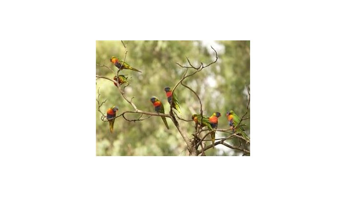 Crystal Brook Tourist Park Hotel poza 4