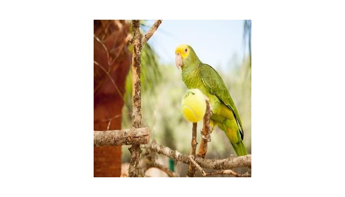 Hotel Playa Ferrera poza 47