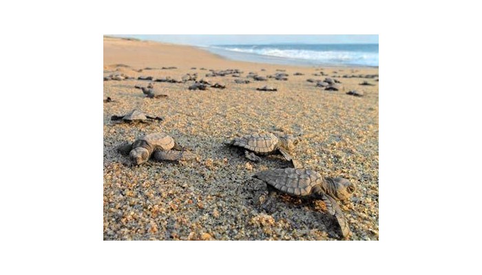 Hotelito Desconocido poza 7