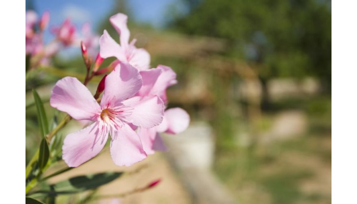 Hotel Las Mariposas Ibiza poza 0
