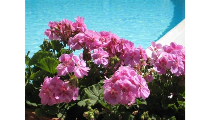 Hotel Villa La Margherita poza 0