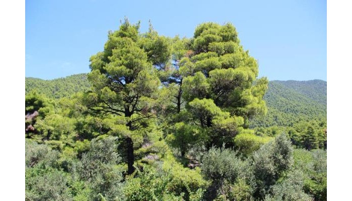 Elios Holidays Hotel poza 3