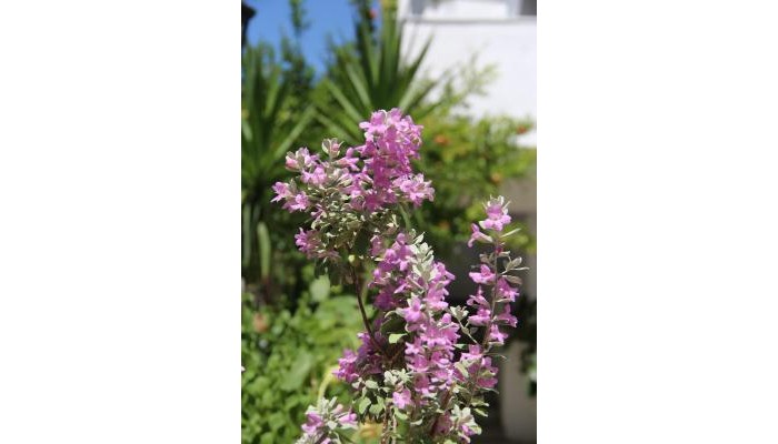 Elios Holidays Hotel poza 7