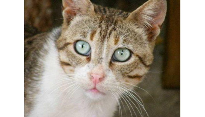 Hotel Thea Home poza 1