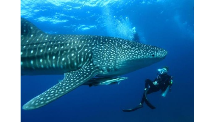 Mirihi Island Resort poza 13