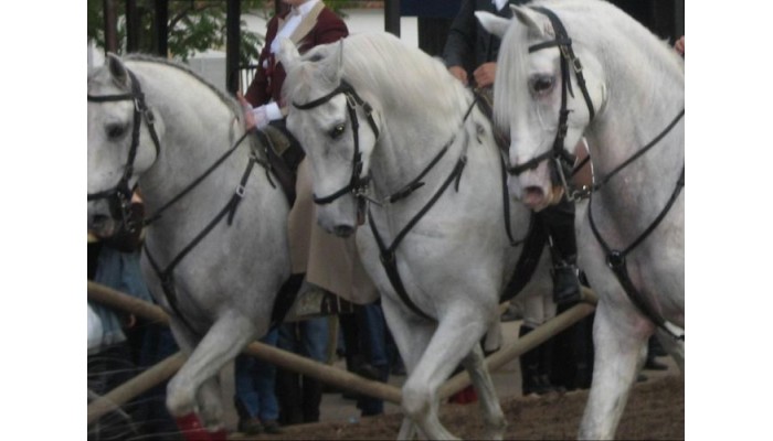 Hotel Dos Cavaleiros poza 4