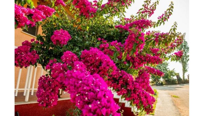 Jimmy´s Studios poza 2