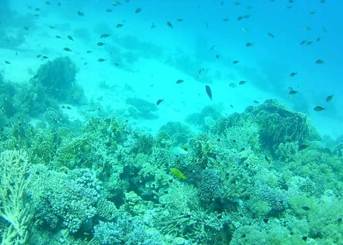  Sharm El Sheikh Sharks Bay poza