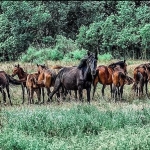 poza Pădurea Letea - Descoperiți cel mai exotic tărâm al României