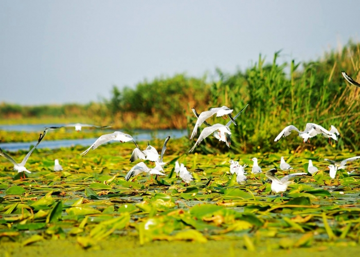 poza     Murighiol, satul pescăresc din Delta Dunării, o localitate potrivită pentru un sejur relaxant