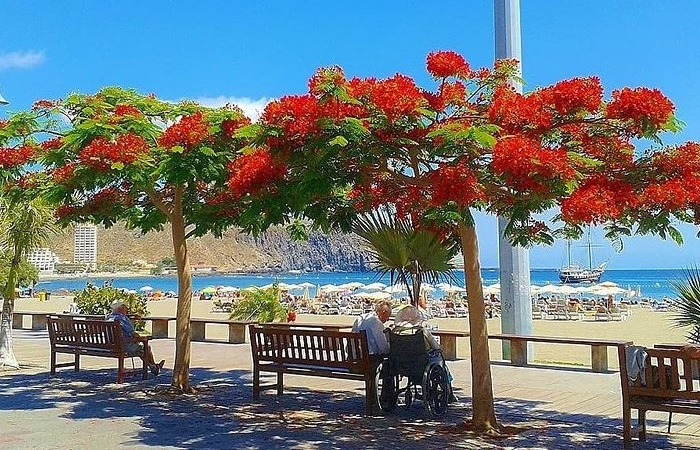 poza Sejur în Los Cristianos, una dintre cele mai populare stațiuni din Tenerife 