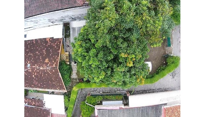 Hotel Mango Tree Dipudjo Homestay poza 1